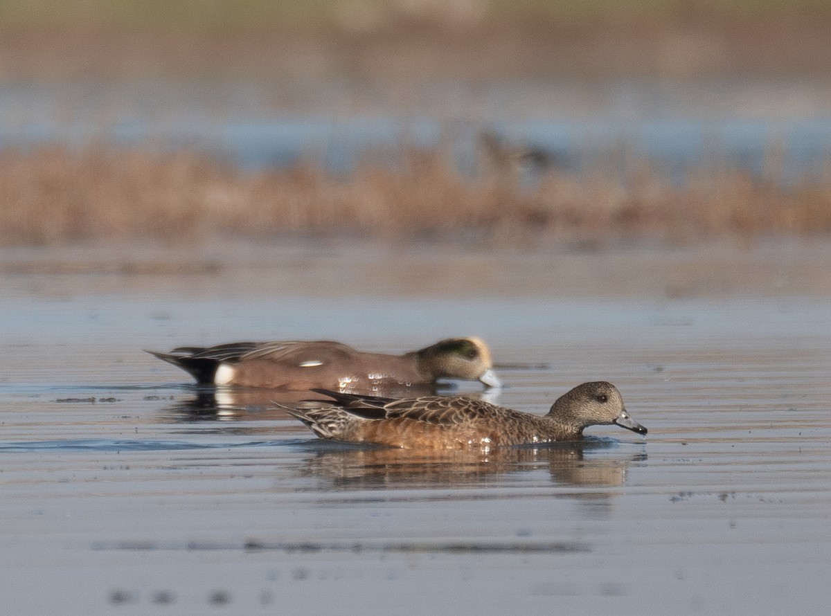 American Wigeon - ML646479927