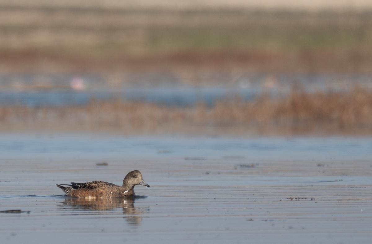 American Wigeon - ML646479928