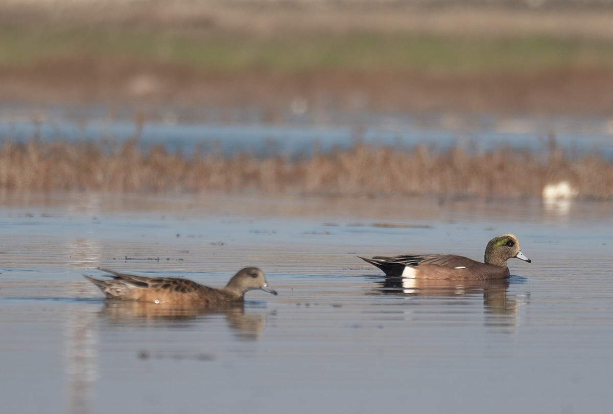 American Wigeon - ML646479929