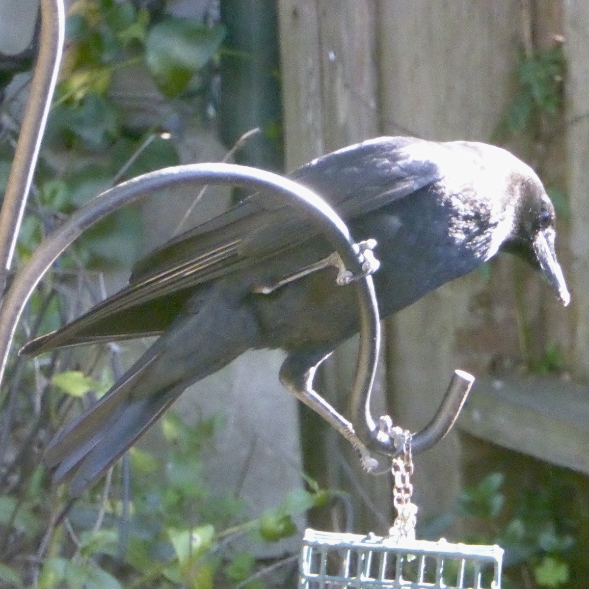 vrána americká - ML646479930