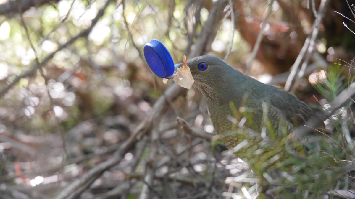 アオアズマヤドリ - ML646479931