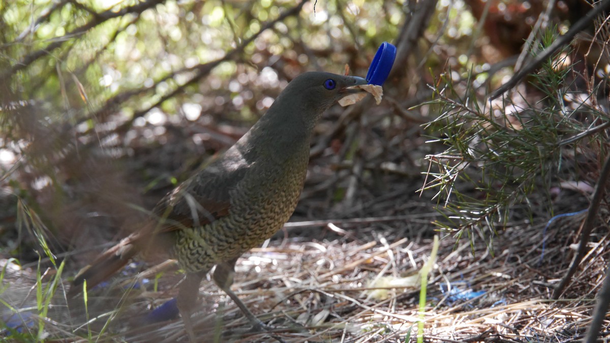 アオアズマヤドリ - ML646479932