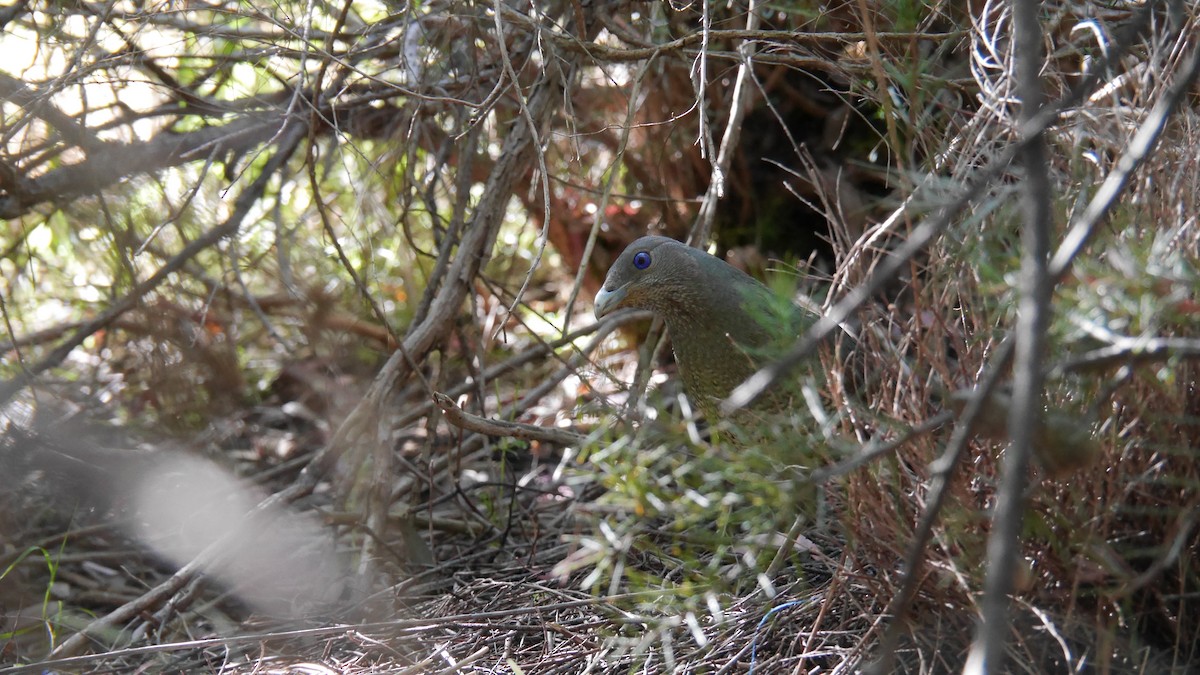 アオアズマヤドリ - ML646479933