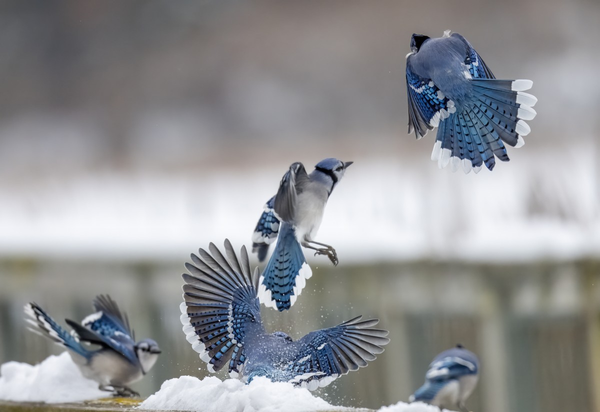 Blue Jay - ML646479935