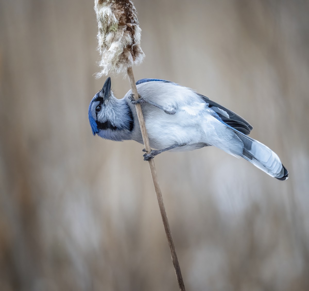 Blue Jay - ML646479937