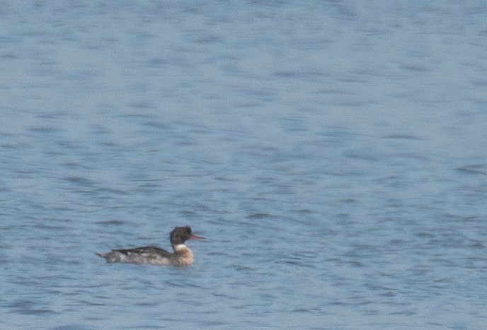 Red-breasted Merganser - ML646479938