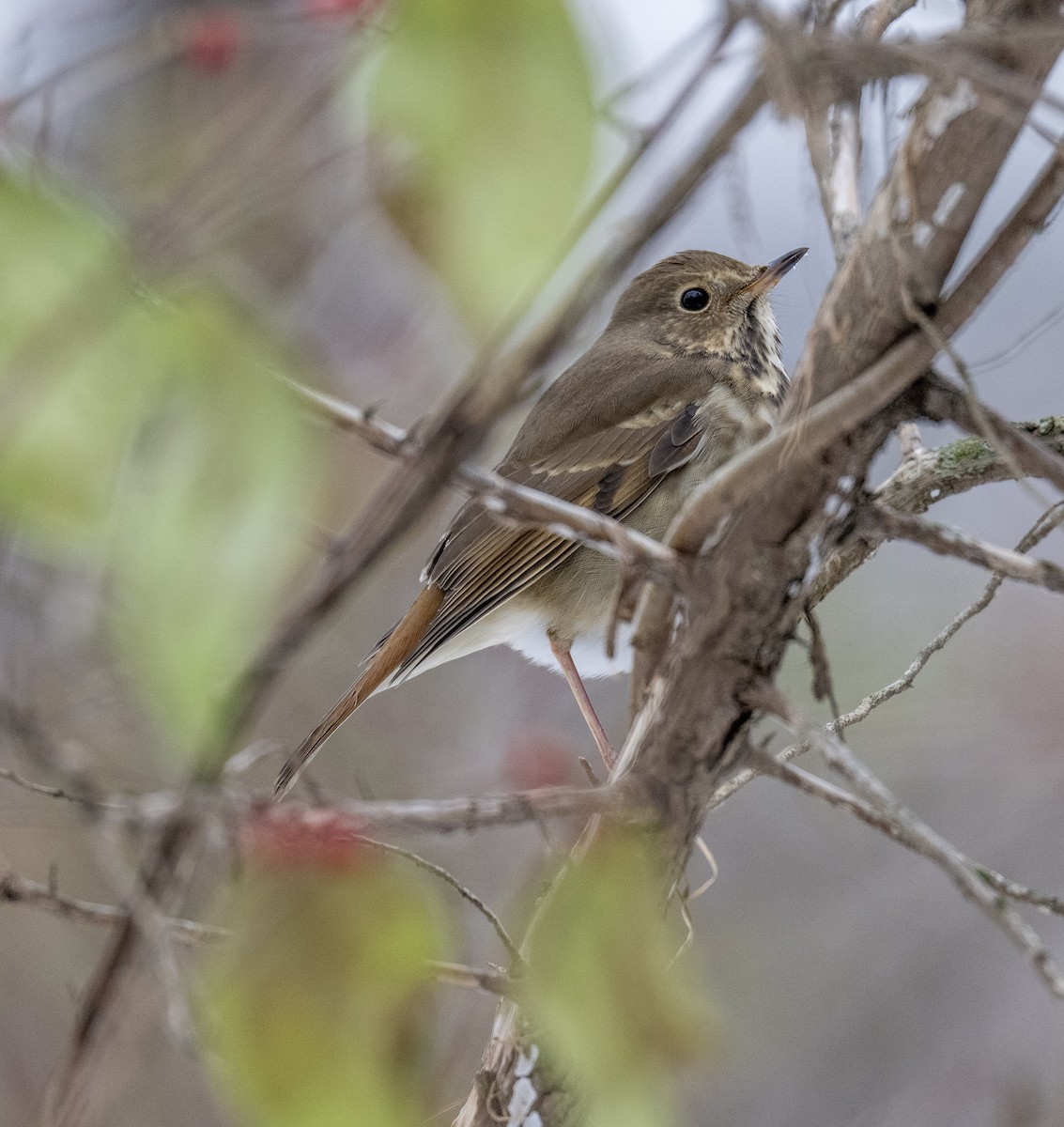 Hermit Thrush - ML646479939