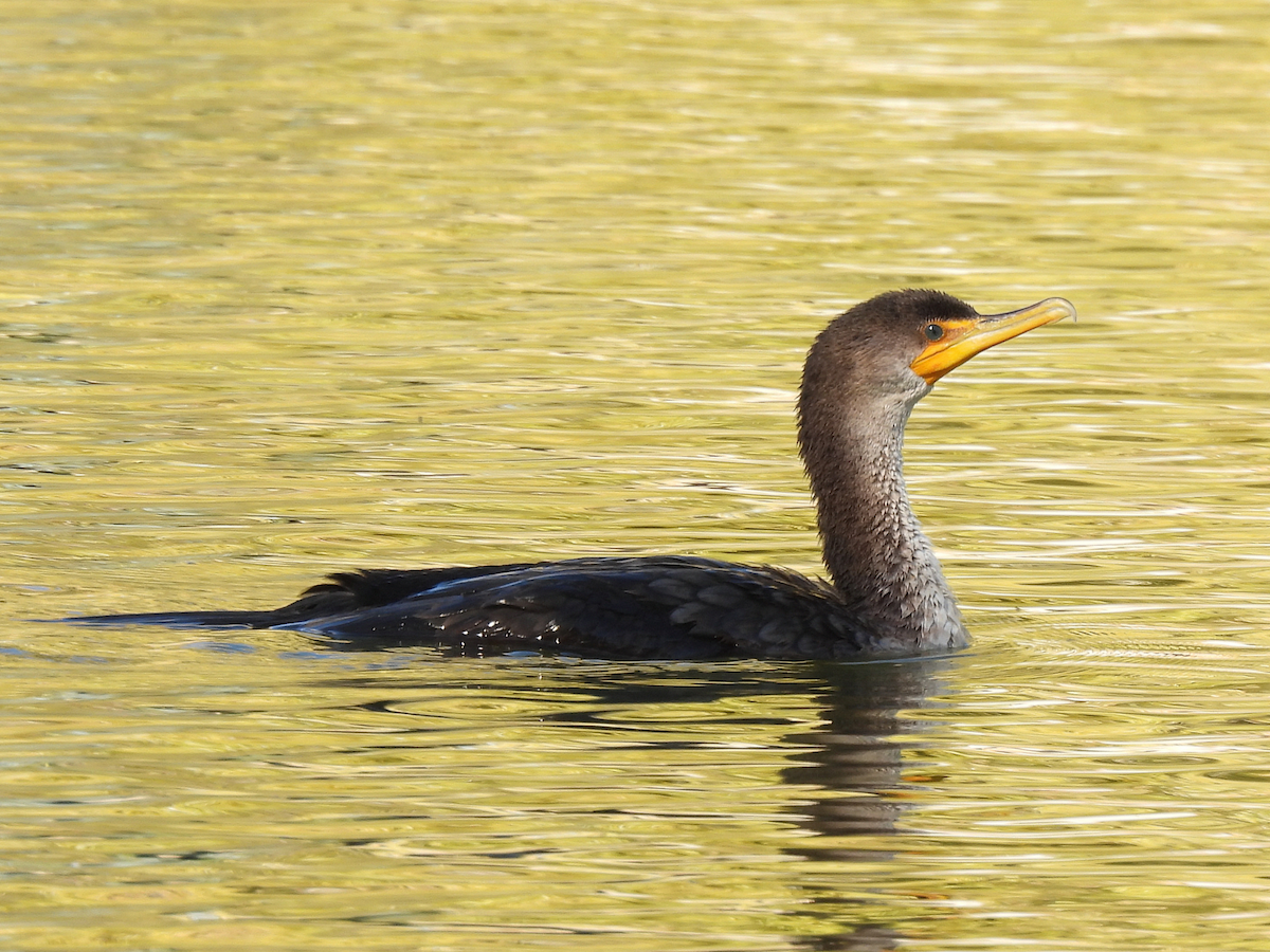 Double-crested Cormorant - ML646479940