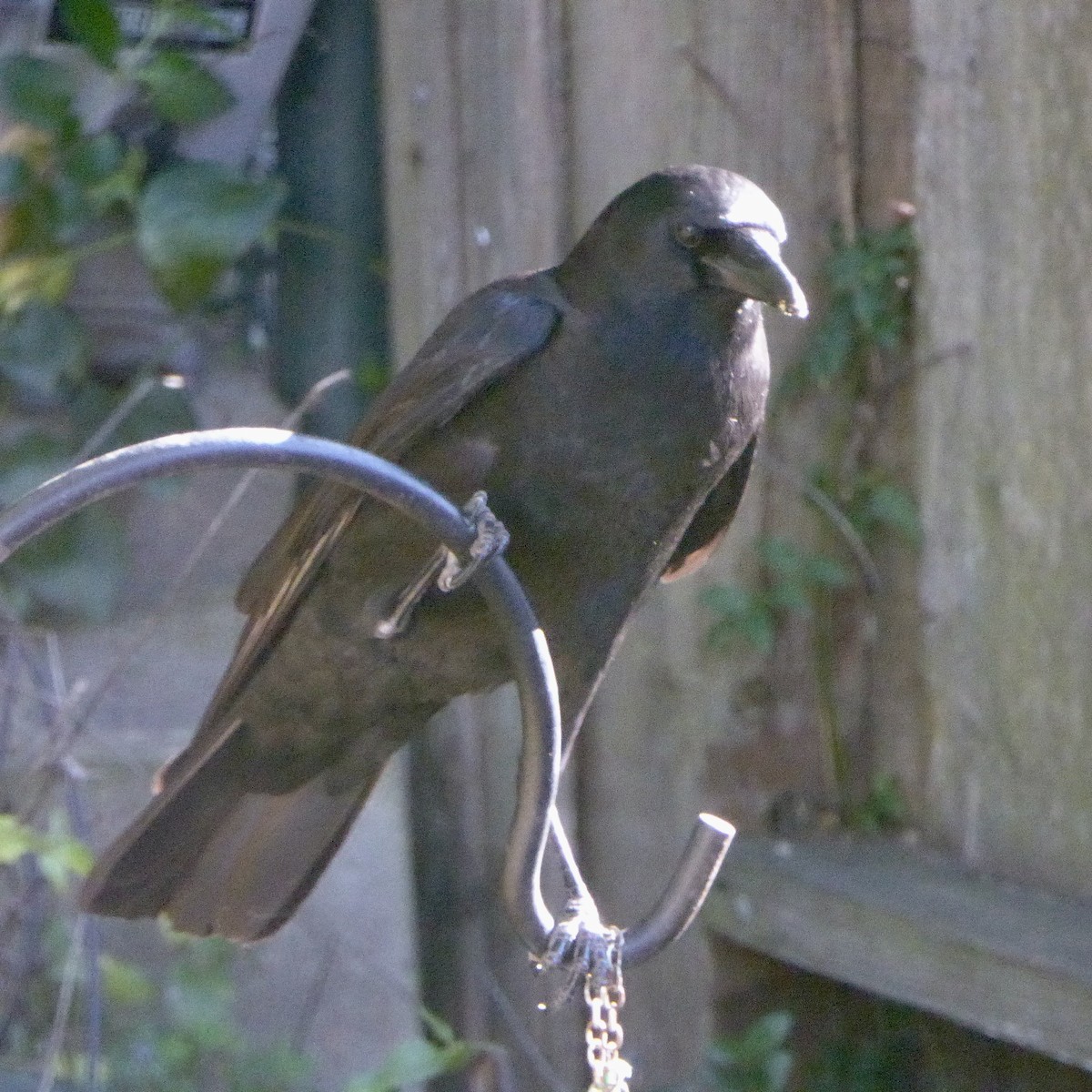 vrána americká - ML646479941