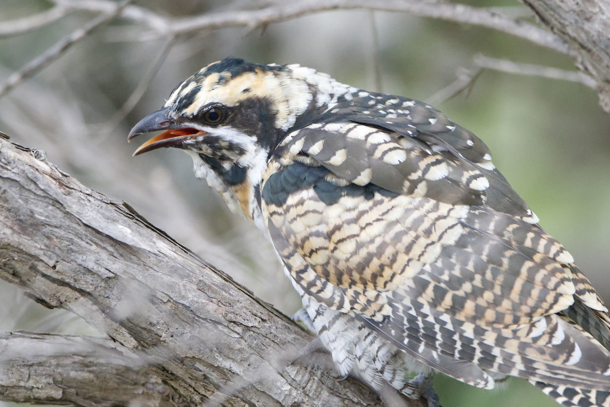 kukačka pacifická - ML646479942