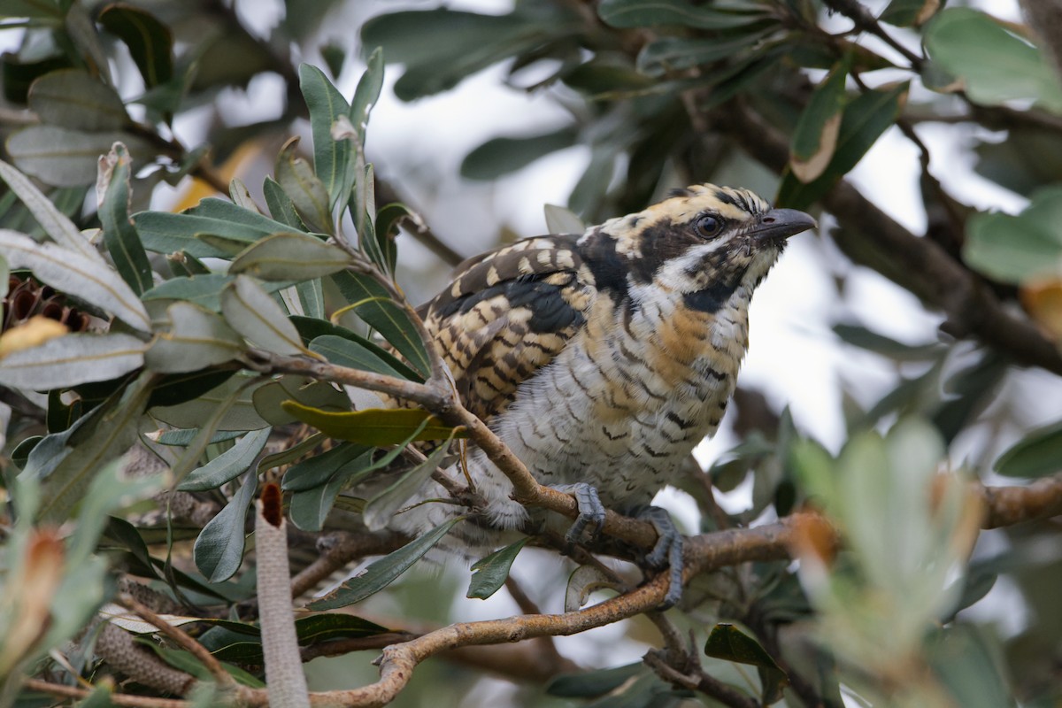 kukačka pacifická - ML646479945