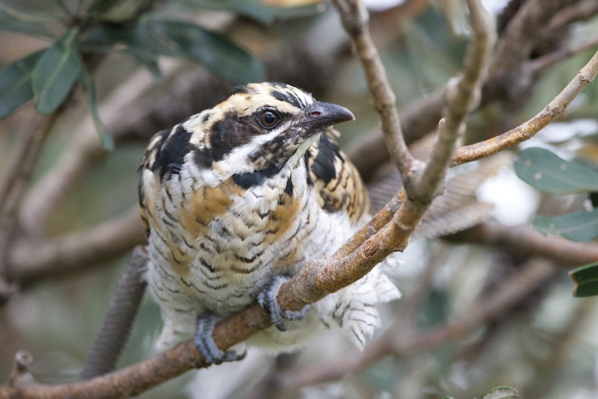 kukačka pacifická - ML646479946