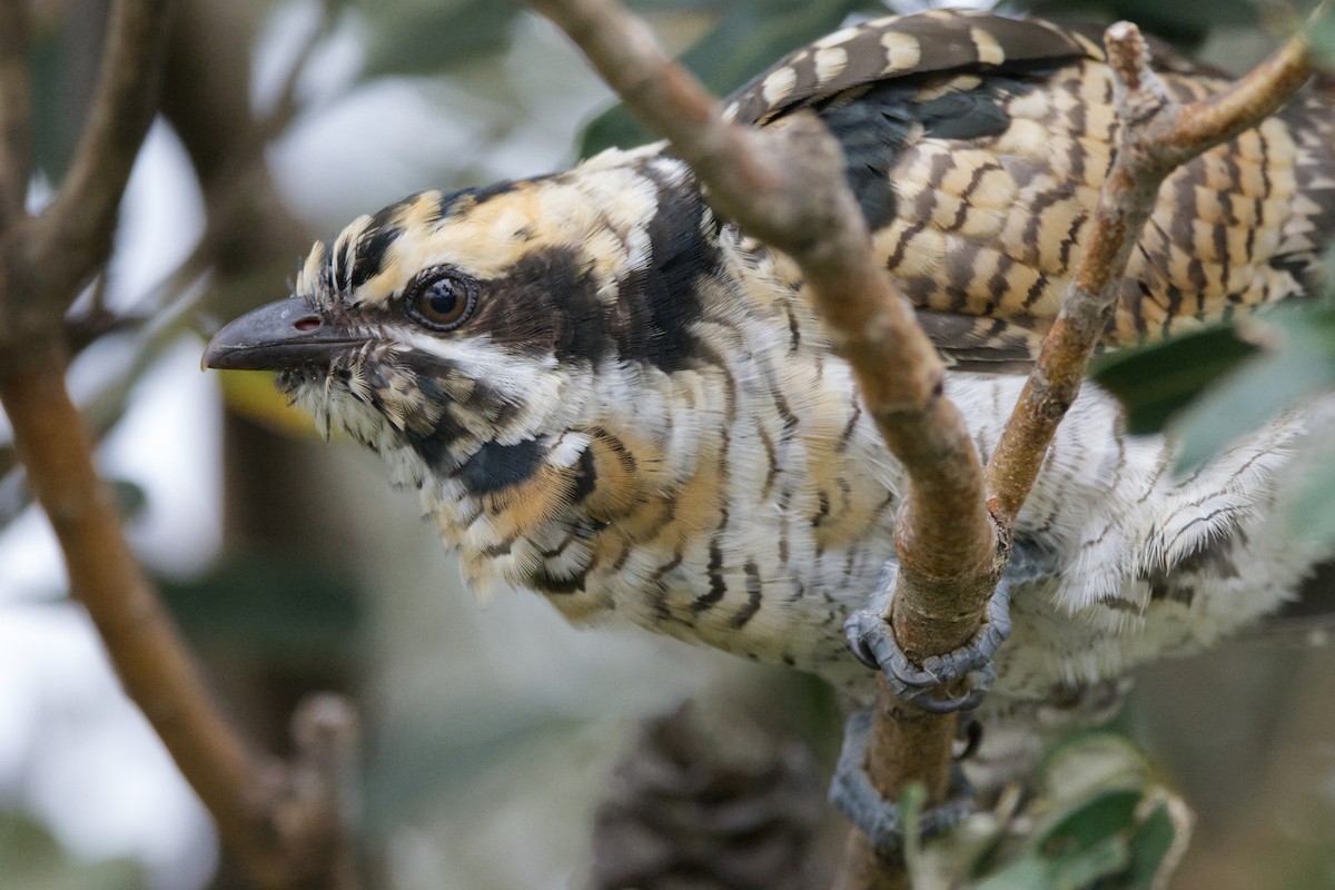 kukačka pacifická - ML646479947