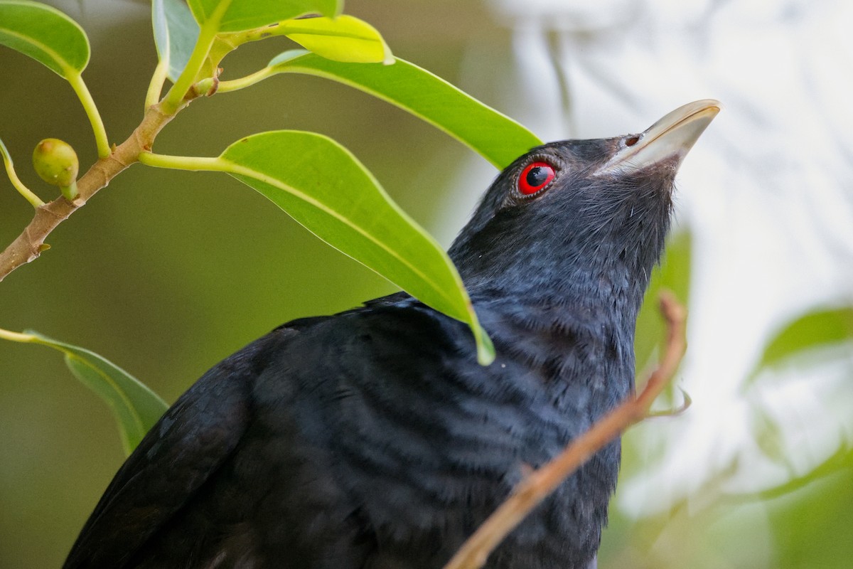 kukačka pacifická - ML646479948