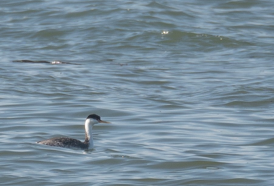 Western Grebe - ML646479949