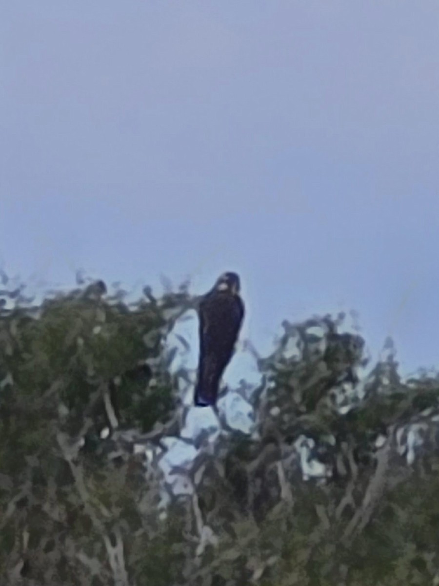 Aplomado Falcon - ML646479952