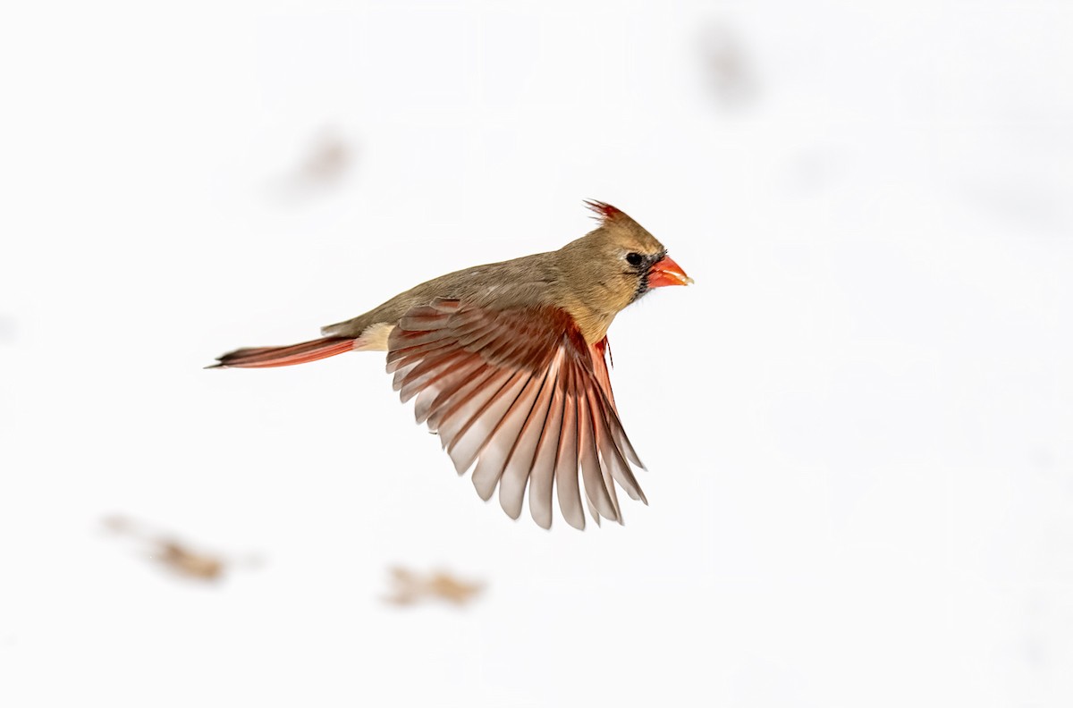 Northern Cardinal - ML646479953