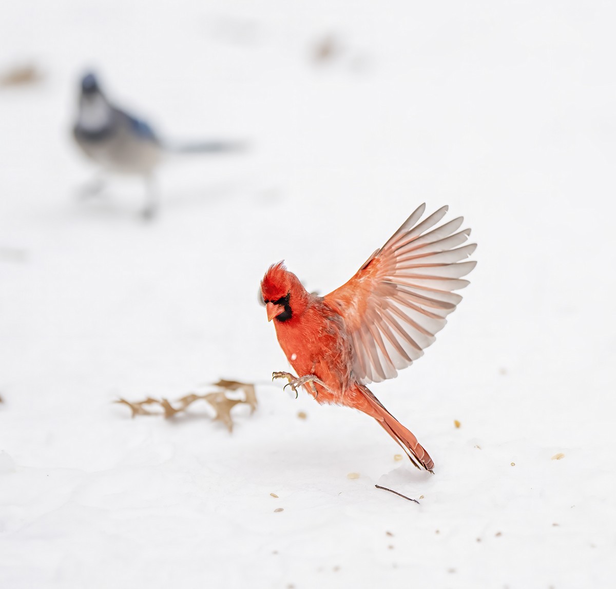 Northern Cardinal - ML646479954