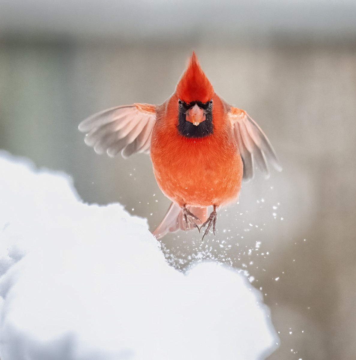 Northern Cardinal - ML646479955