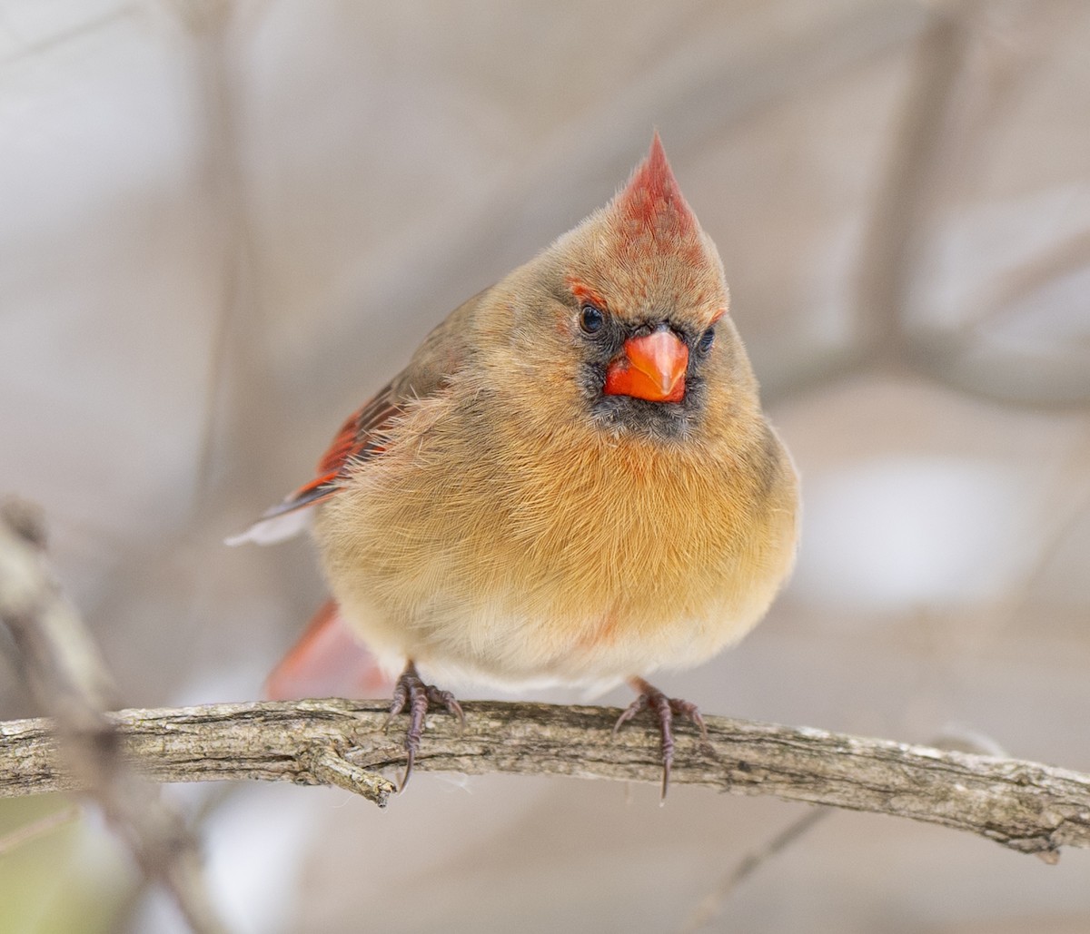 Northern Cardinal - ML646479957