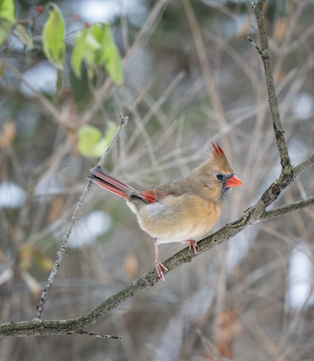 Northern Cardinal - ML646479958