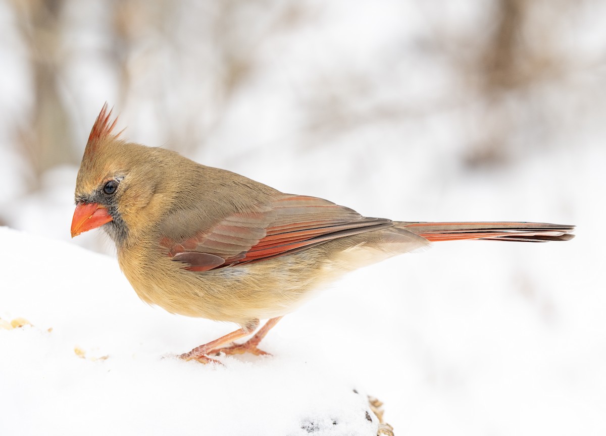 Northern Cardinal - ML646479960