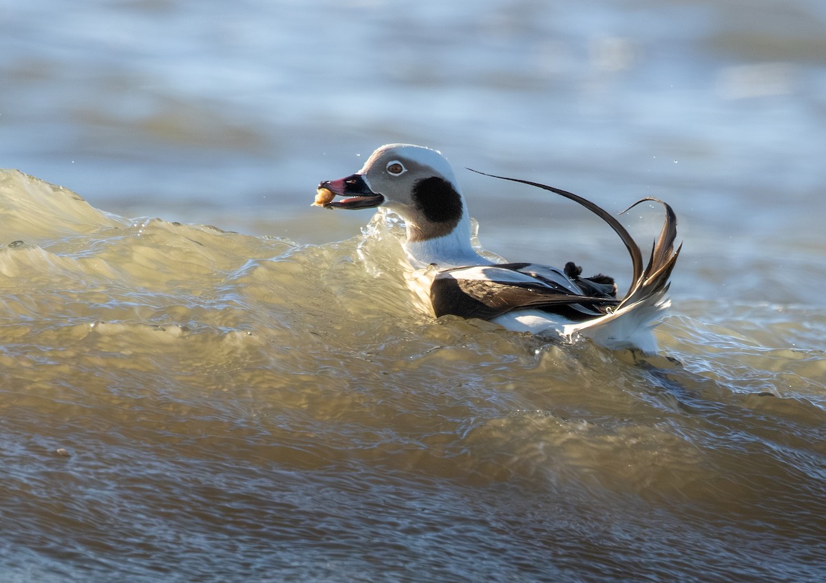 Pato Havelda - ML646479963