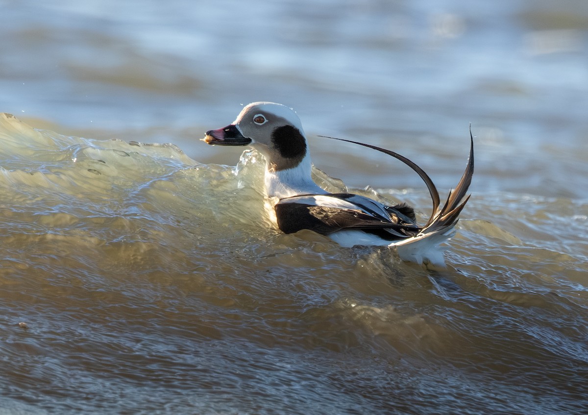 Pato Havelda - ML646479964