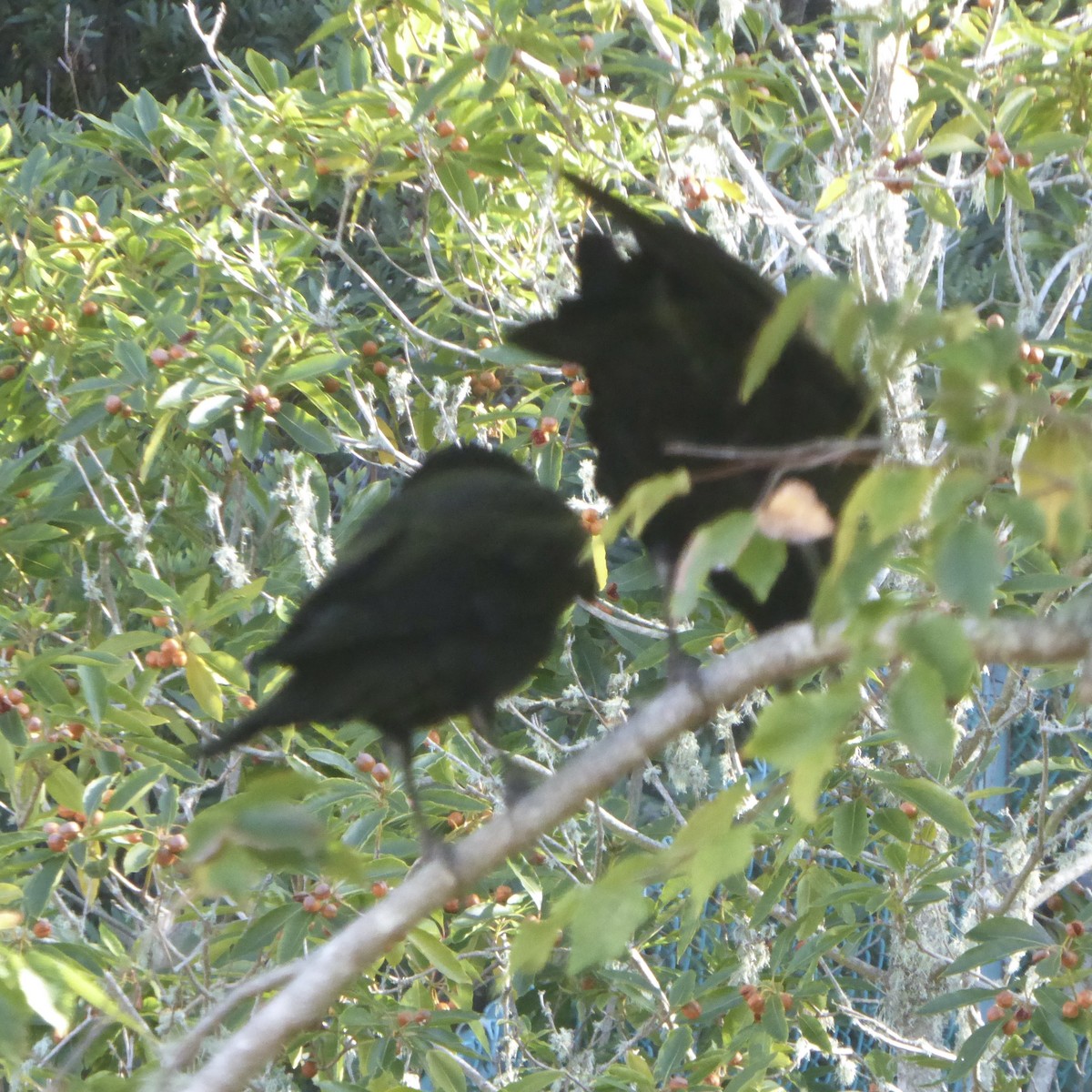 vrána americká - ML646479965