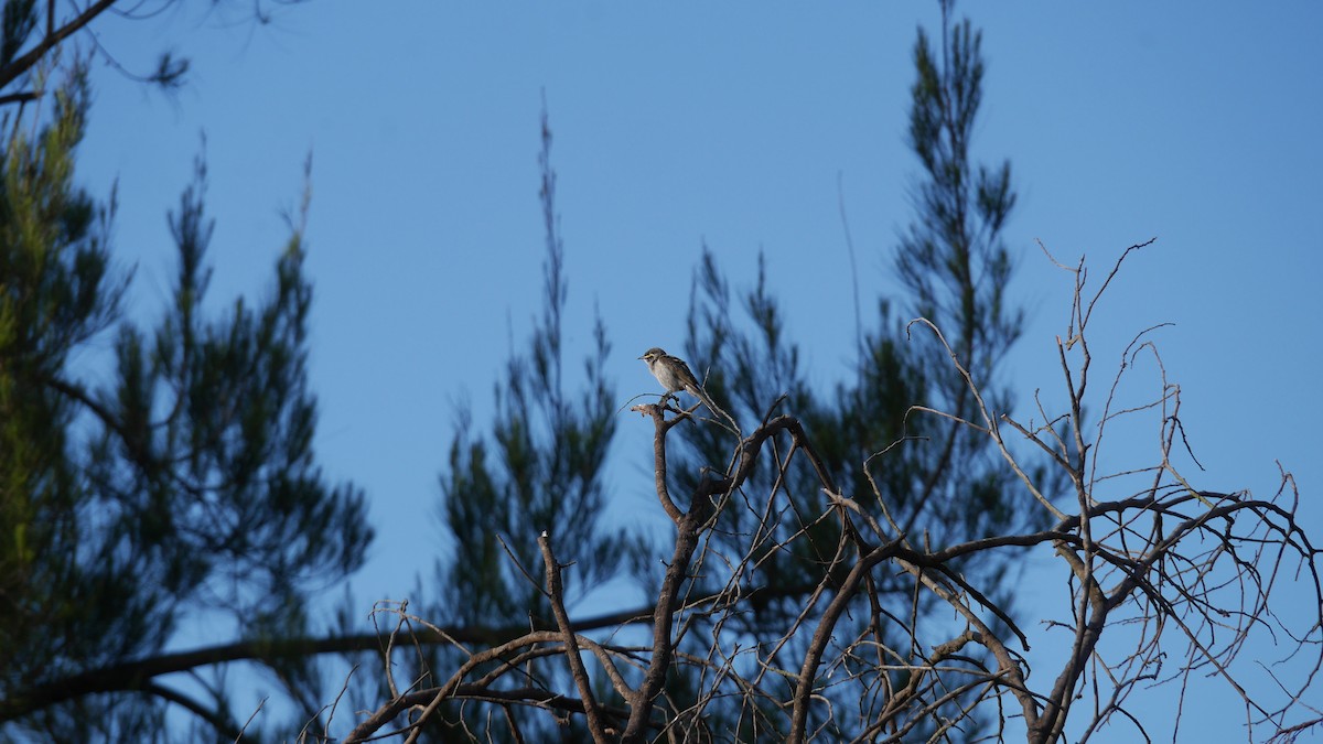 キホオコバシミツスイ - ML646479966