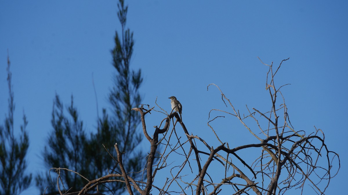 キホオコバシミツスイ - ML646479967