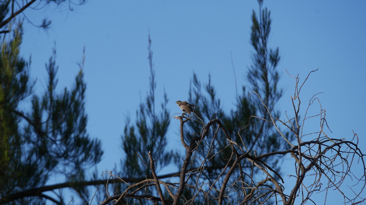 キホオコバシミツスイ - ML646479968