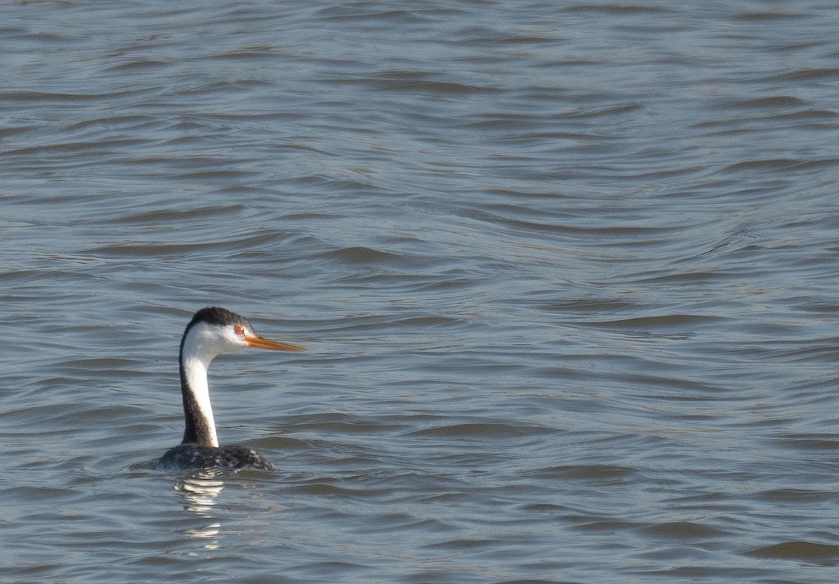 Clark's Grebe - ML646479969