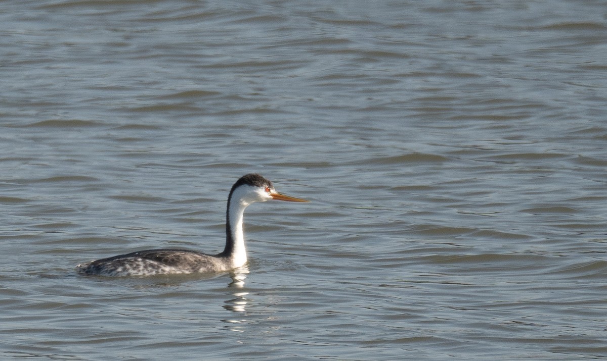 Clark's Grebe - ML646479970