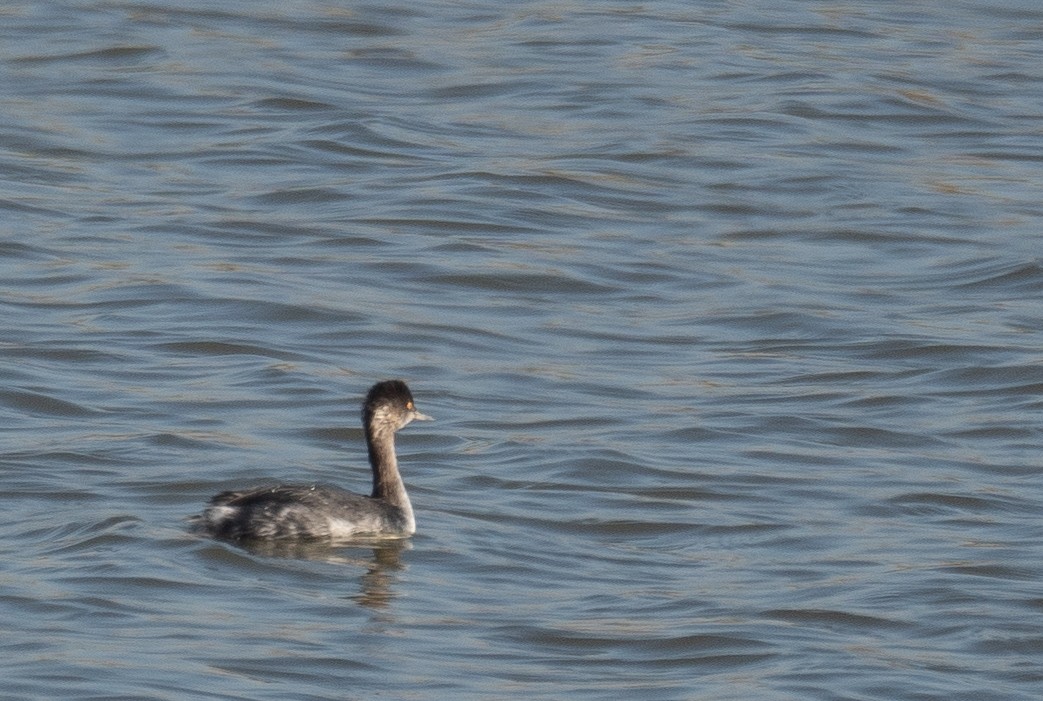 Eared Grebe - ML646479971