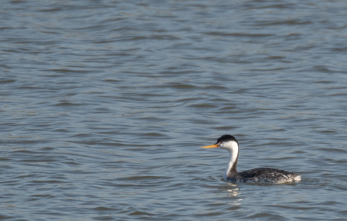 Clark's Grebe - ML646479972