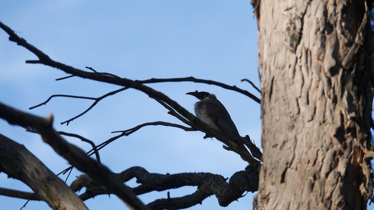 ズグロハゲミツスイ - ML646479980