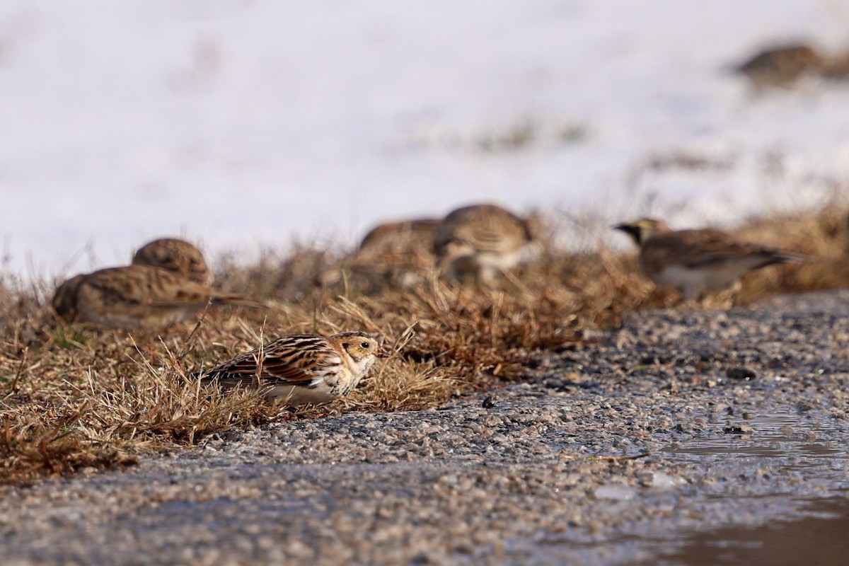 Lapland Longspur - ML646479982