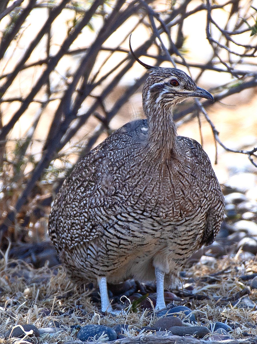 Elegant Crested-Tinamou - ML646479984