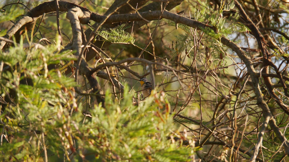 ホウセキドリ - ML646479985