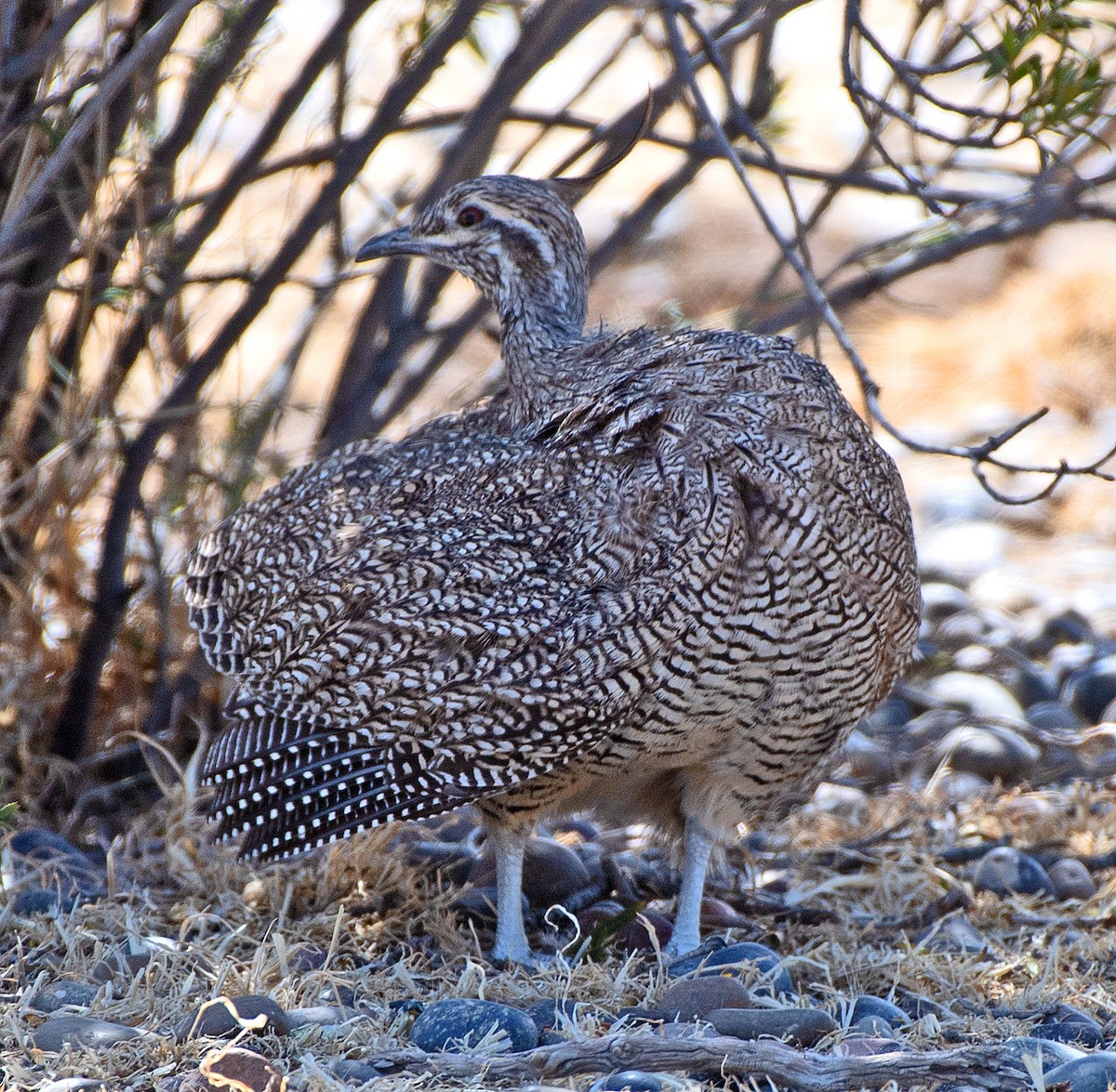 Elegant Crested-Tinamou - ML646479986