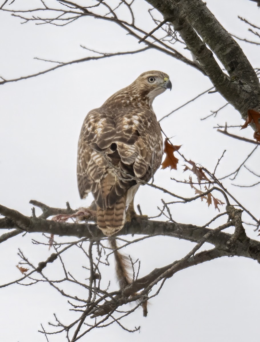 Red-tailed Hawk - ML646479987