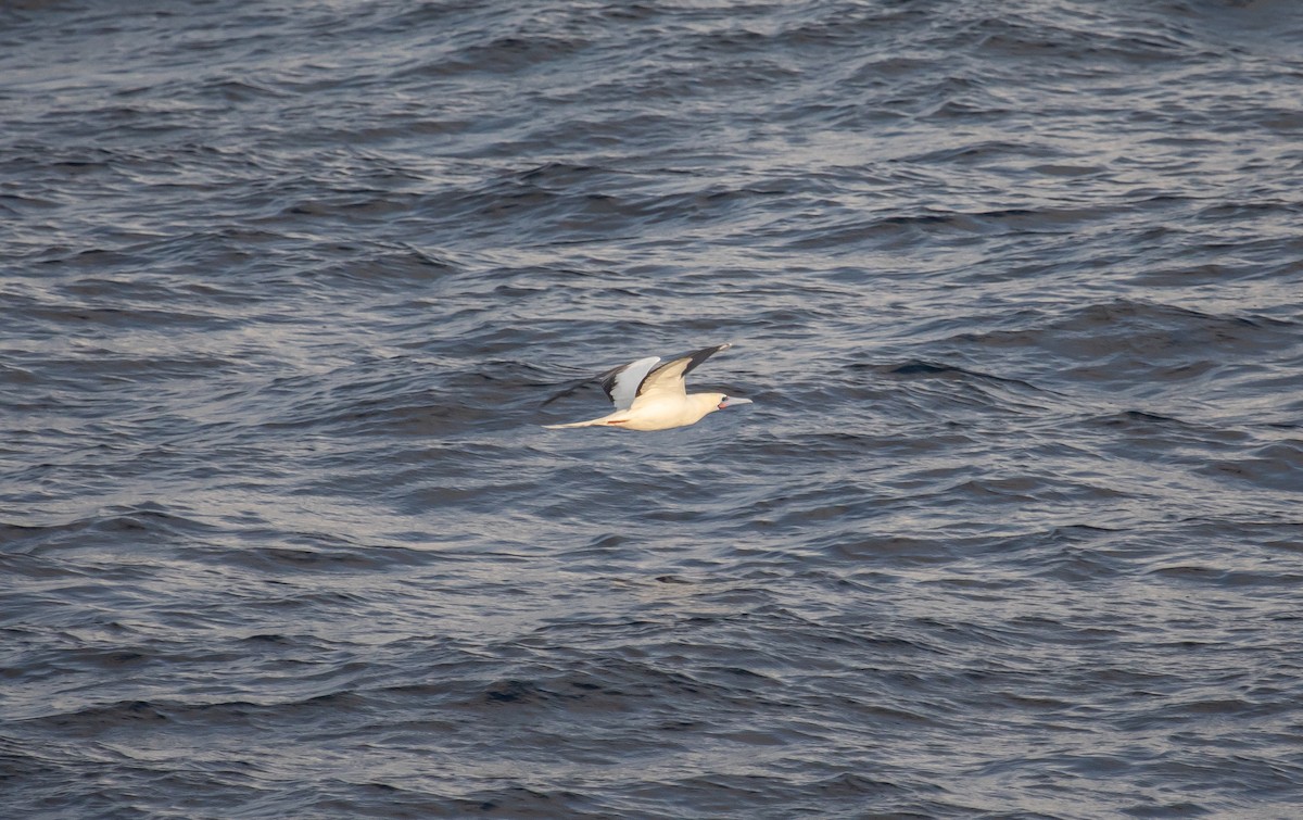 סולה אדומת-רגל - ML646479991