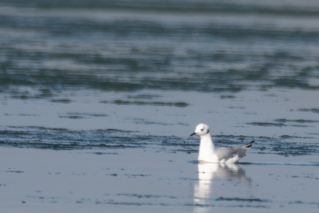Bonaparte's Gull - ML646479992