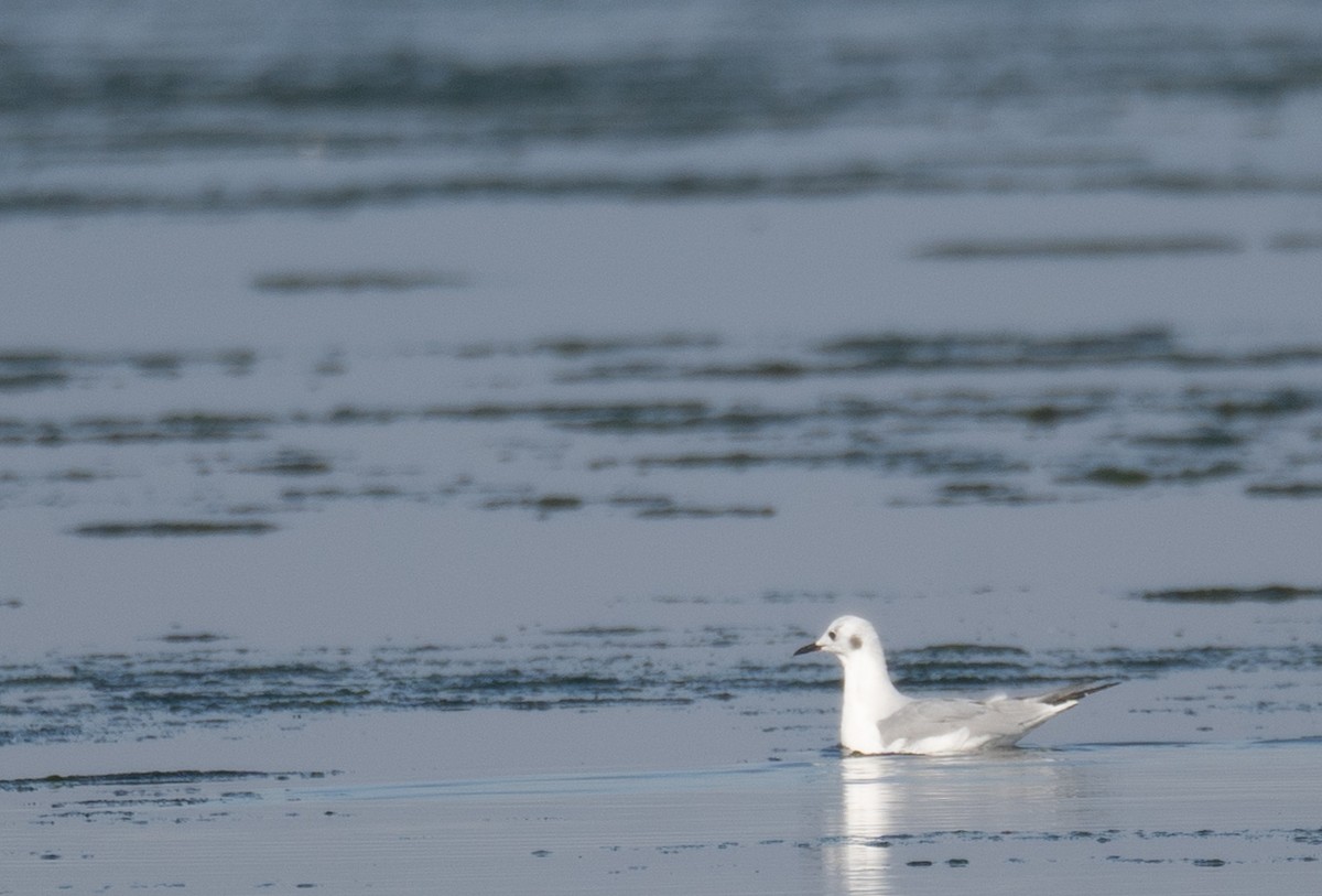Bonaparte's Gull - ML646479993