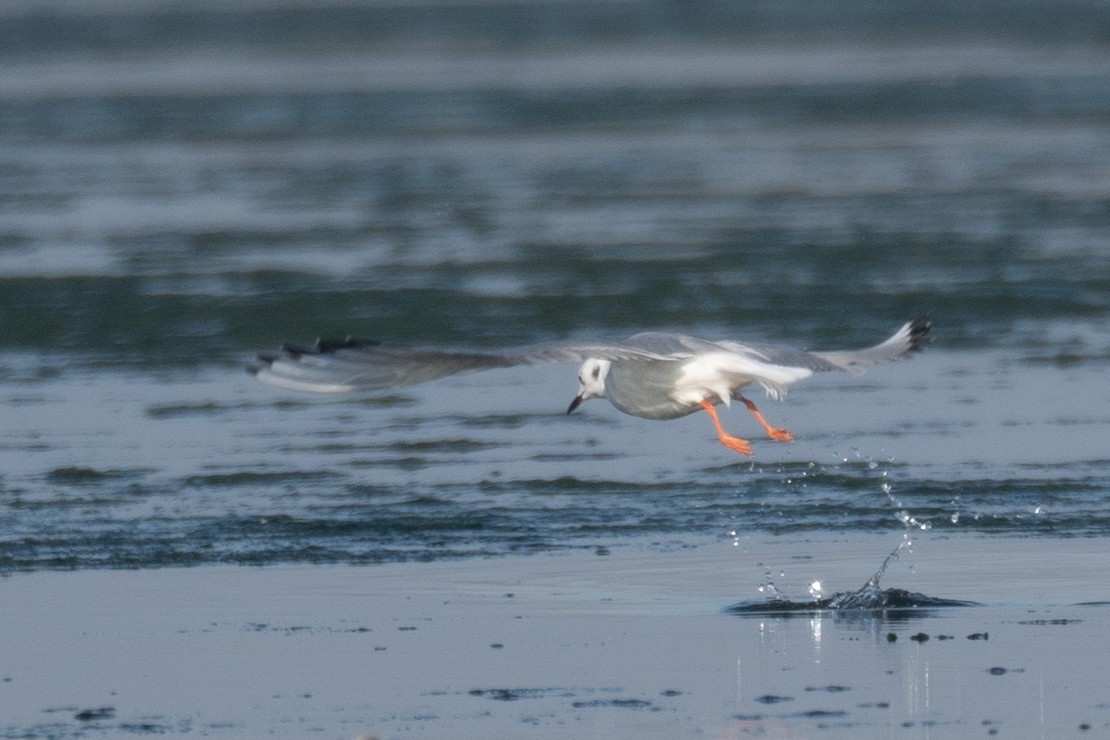 Bonaparte's Gull - ML646479994