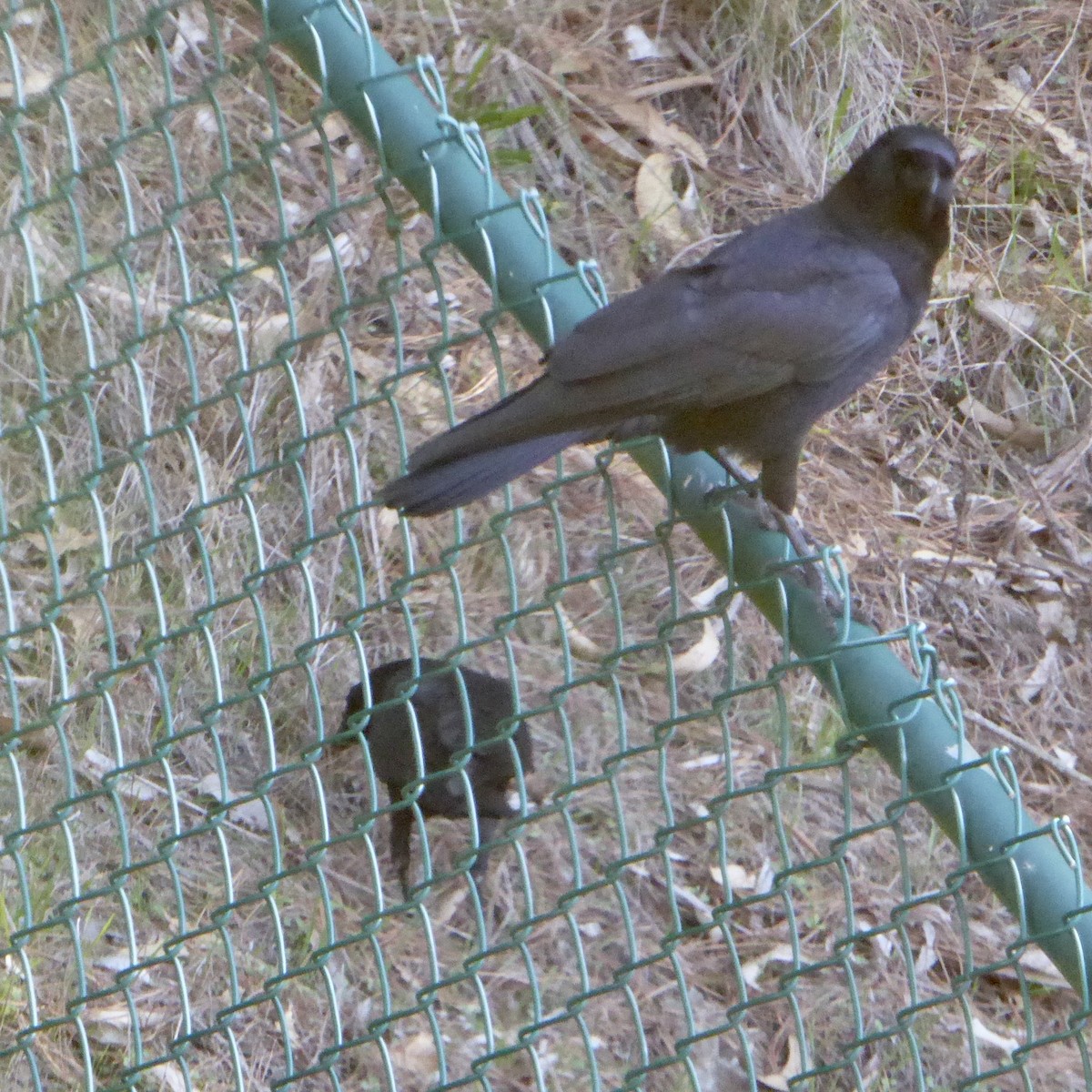 vrána americká - ML646479995