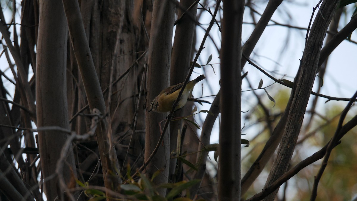 コモントゲハシムシクイ - ML646479996