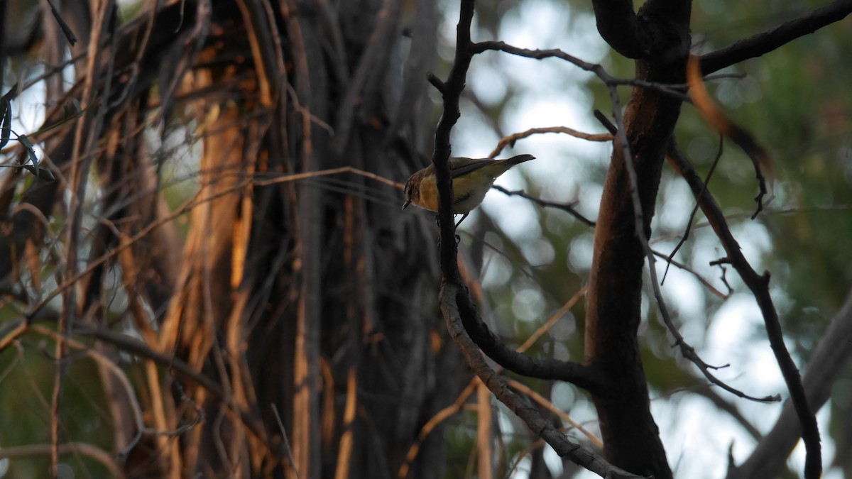 コモントゲハシムシクイ - ML646479997