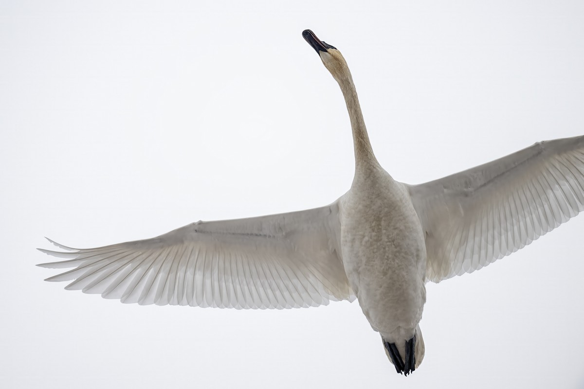 Trumpeter Swan - ML646479998